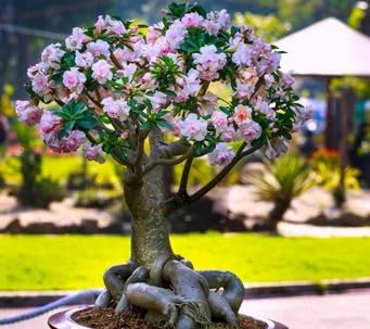 Adenium/Desert Rose Healthy Origenal Bonsai Flower Live Plant,(Pack Of 1) Indoor/Outdoor Plant Original Variety Live Plant" A_6