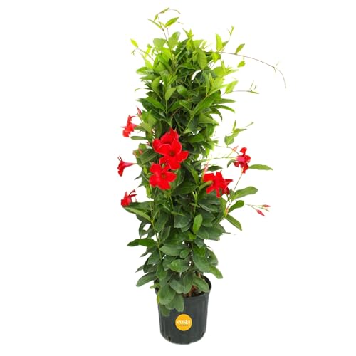 Costa Farms Live Plant Mandevilla Teepee in 12-Inch Grower Pot Live Tropical Flowering Vine with Trellis | Large Trumpet Blooms in Red Flowers | Heat-Tolerant Climbing Plant for Patio or Garden