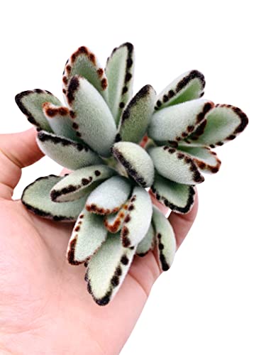 The Succulent Cult Live Succulent Cuttings (3 Kalanchoe Tomentosa Panda Plant), Succulents Plants Live, Succulent Plant No Roots, House Plants Live Office Decoration, Diy Projects, Party Favor Gift #TOP2