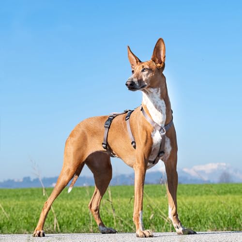 Ferplast Hundegeschirr Mittelgroße Hunde Brave MEDIUM, Ausbruchsicheres Hundegeschirr, Greyhound, Verstellbares Geschirr für Hunde, 6 Verschlüsse, Braun