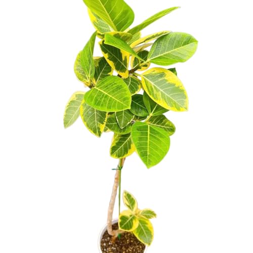 フィカス アルテシマ 観葉植物」の人気商品一覧 | 安い商品を通販