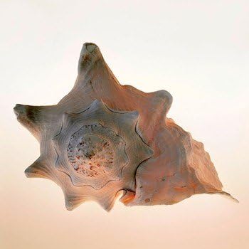 Conch - Poster by Tom Artin (12 x 12)
