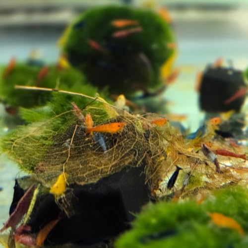 Image of Swimming Creatures Freshwater Aquarium Shrimp - A Perfect Combo to Brighten Your Aquarium! (20 Mixed + 3 Almond Leaves)