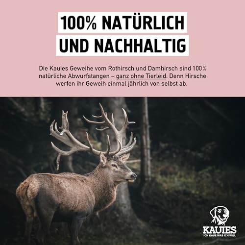 Kauies Hirschgeweih für Hunde halb - Monoprotein, 100% natürlich, zuckerfrei und kalorienarm - Made in Germany, nachhaltig und tierversuchsfrei - Größe L
