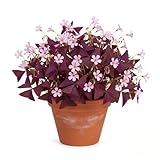 Pack of 24 Purple Shamrocks Bulbs, Oxalis Bulbs for Planting, Oxalis Triangularis Bulbs Good Luck Flower Bulbs