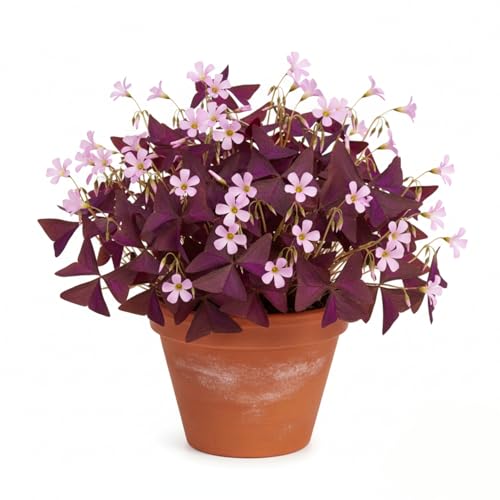 Pack of 24 Purple Shamrocks Bulbs, Oxalis Bulbs for Planting,