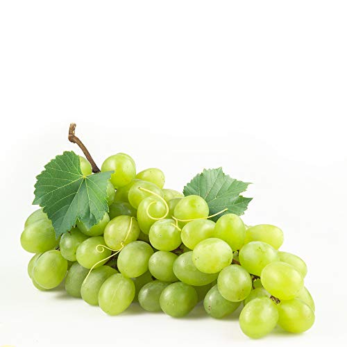 Everydaze Essential C’s Collagen + Vitamin C Konjac Jelly | Vegan, 10 Calories, 0 Sugar | Green Grape | 10 Packs | Healthy Diet Pouch Drinkable Snack Drink, Weight Management #TOP5