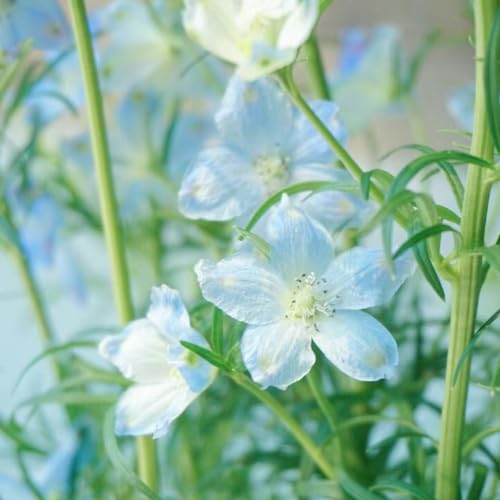 semillas de delphinium, semillas Consolida ajacis, exóticas variedades antiguas resistentes al aire libre otoño resistentes balcón regalos para 35pcs