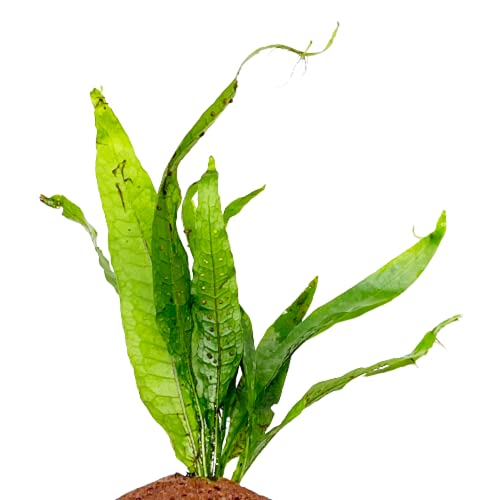 Mainam Java Fern on Driftwood Microsorum Pteropus Freshwater Live Aquarium Plant Decorations 3 Days Guarantee