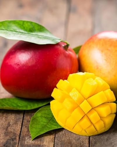 Pianta Di Mangifera Indica Mango Irwin H 140Cm, Foto Reali