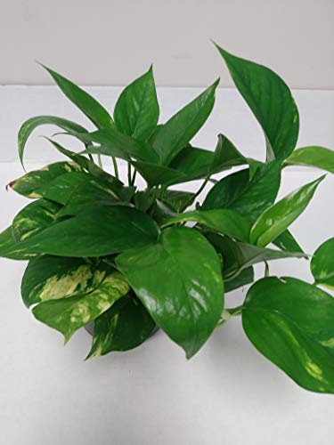 6" Live Golden Pothos - Indoor Plant #TOP1