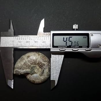 教材にも☆ アンモナイト 化石 スライス一対 41lcml6H8QL._SY350_QL65_.jpg