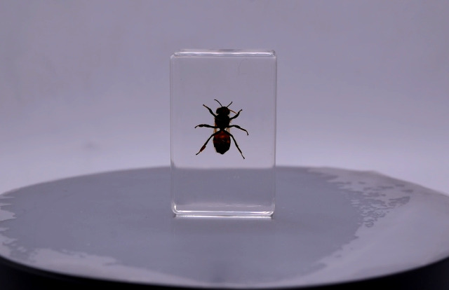 Image of 44mm Real Honeybee Honey Bee in Crystal Clear Lucite Resin Specimen Preserved Insect Taxidermy Crafts Collection for Biology Science Education & Desk Ornament Display Supplies Small Paperweight