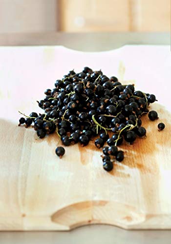 1224-Black Currant Berry Bush (Ribes Rubrum) Seeds By Robsrareandgiantseeds Upc0764425789079 Non-Gmo,Organic,Usa Grower,Bonsai,Fruit,Rapid-Growing,Wine,Jam,Perennial,1224 Package 15 Seeds #TOP4