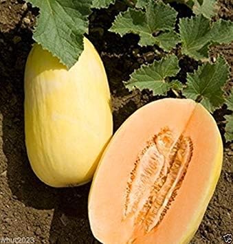 Melon Seeds, Crenshaw,Heirloom Cucumis melo, Utreated Non GMO100 Seeds