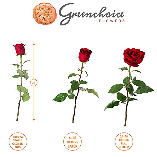 Greenchoice Fresh Cut 24 Light Pink Roses - Artisanal Hand-Selected, Long-Lasting Ecuadorian Light Pink Rose Bouquet – Gift and Home Decor Perfect Fresh Flowers |20" Long Stems, No Vase-2 Dozen