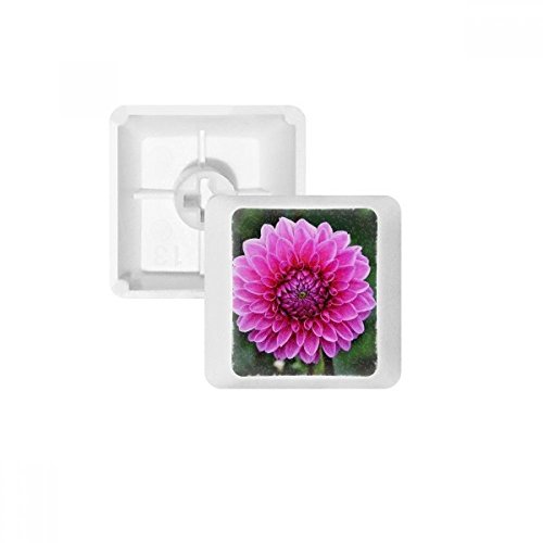 Keycaps PBT clavier mécanique blanc oem DIYthinker touches roses feuilles vertes R3