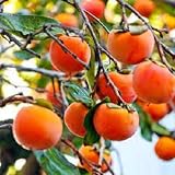50pcs graines de fruits kaki orange
