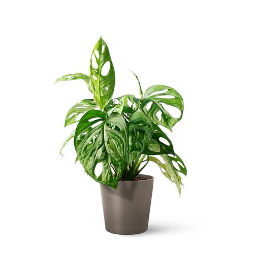 APRIL Monstera Adansonii - Planta Natural de Interior - Purificadora de Aire Plants - Altura: 25-30 cm