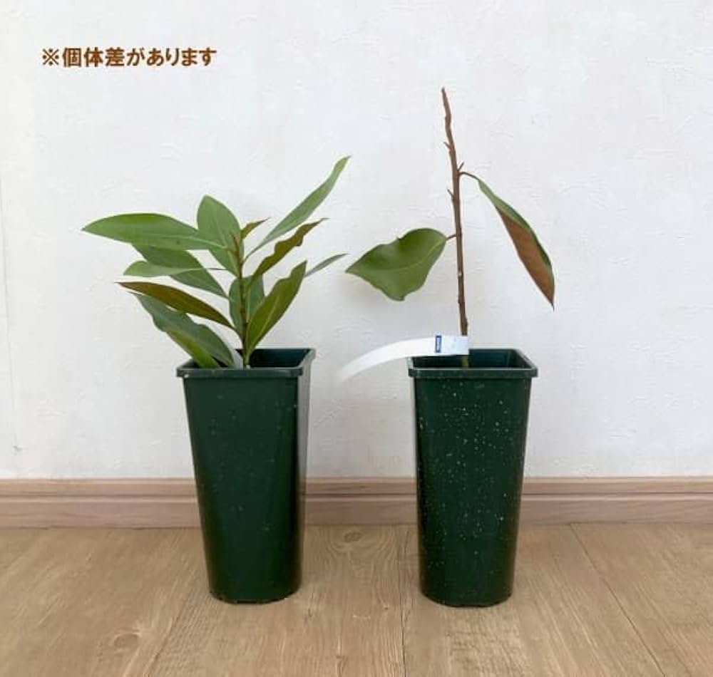 potさん確認用　タイサンボク　リトルジェム Amazon.co.jp: タイサンボク：リトルジェム 3.5号ポット[ガーデニング