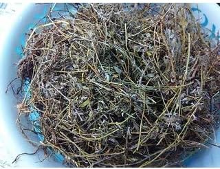 Kwality - DRY SANKHPUSPI (25 g)