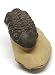 Reedops Trilobite Fossil 390 Million Years Old #15173 9o