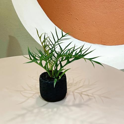 semillas de plantas de filodendro - plantas, plantas para jardin plantas de interior reales, plantas de jardín Árbol bonsái, plantas que cubren el suelo resistentes. Cama de balcón, 150pcs