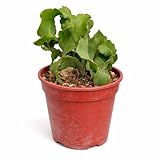 Exotenherz Epiphyllum Guatemalense « Curly Locks » - Cactus à feuilles suspendues - Rarité - Pot de 14 cm - Hauteur 30 cm