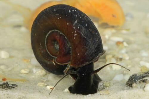5x Live Great Ramshorn Snail LARGE Freshwater Aquarium-Pond Coldwater Snail Natural Algae Cleaner. Pond Snail