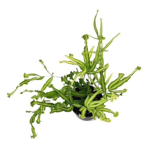 Muda de Samambaia Pteris Cretica Mayii, Planta Natural, Pequeno P...