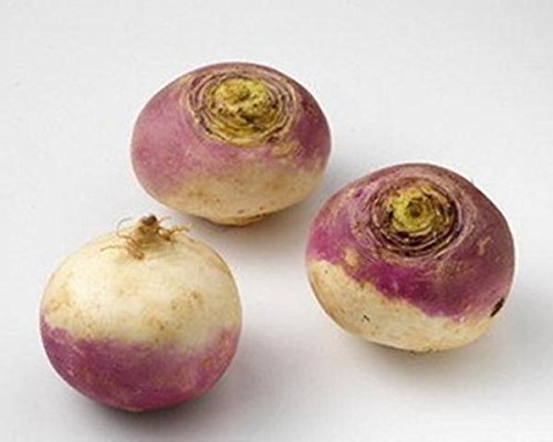 2g / 500 semi di rapa Purpurplepop