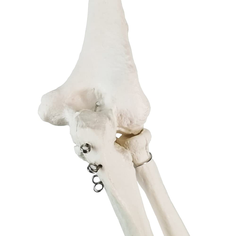 Modello scientifico di scheletro del braccio umano, braccio anatomico a grandezza naturale, scapolsi e ossa articolata della mano,Include manuale dettagliato del prodotto e garanzia di 3 anni