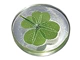 KIN-HEBI Trébol de Cuatro Hojas Real, símbolo de Bolsillo de Buena Suerte, conservado, 3.2 cm (Incluyendo Crystal Quartz)