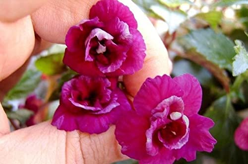 Radha Krishna Agriculture® Pack of 25 Achimenes flower bulbs for summer Season Mix Color summer flower bulbs for gardening (B09Q3F3QMY) Amazon Price History, Amazon Price Tracker