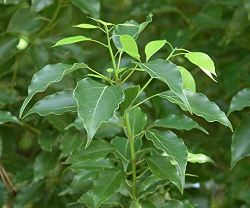 See full amazon price history chart for Perky Petal Kapoor Live Plant (Camphor) in Pot Perky Petal Kapoor Live Plant (Camphor) in Pot (B097388GSF) Amazon Price History, Amazon Price Tracker