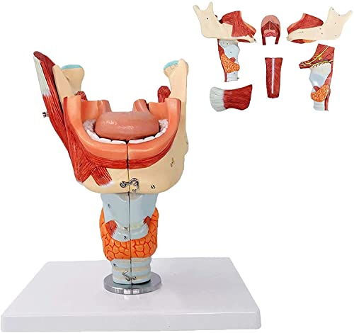 Anatomy Model, Anatomy Model Nose Mouth Throat Cavity Model - Medical Anatomical Human Nasal Cavity Throat Model - PVC Material - Compatible with Compatible with Science Class Teaching Study Compatibl