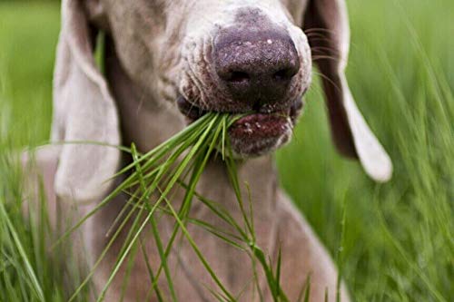 KIRA SEEDS - Seeds Dog Grass - Fescue - 1500 Seeds - Heirloom Herb - GMO Free