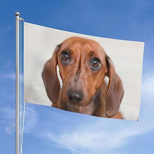 Drapeau de chien triste : le cadeau de jardin insolite idéal - 2