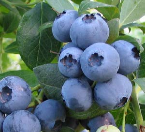 Bless Your Heart Blueberry Bush (2 Gallon) Fruit-Bearing Deciduous Shrub - Full Sun Live Outdoor Plant