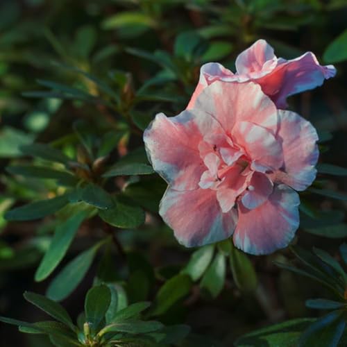 100 piezas semillas de rododendro - jardín resistentes semillas azalea resistentes, jardín exóticas