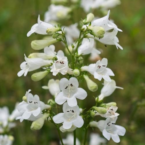 Foxglove Beardtongue Seeds - Penstemon Digitalis, Non-GMO, 100 Seeds, Native Perennial Wildflower for Pollinator Gardens