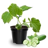 2 Cucumber Plants Live, Live Green Cucumber Plants, 3 to 5 Inches Tall, 4 Inches Pot,...