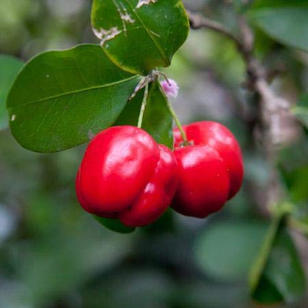 Barbados Cherry Tree - Live Tree In A 3 Gallon Pot - Edible Fruit Bearing Tree For The Patio And Garden #TOP1