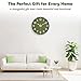 lanktoo Silent Wall Clock Non-Ticking Battery Operated – Modern Olive Green Analog Wall Clock for Living Room, Kitchen, Office, Bedroom – Stylish Home Wall Decor Clock, 8 Inch