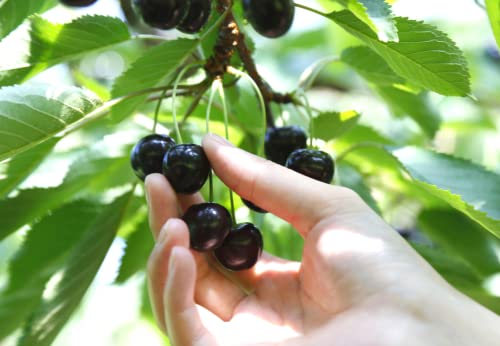 20 Seeds Black Cherry Fruit Tree For Planting, Sweet Edible Fruit Tree Seeds #TOP3