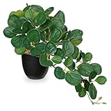 Hollyone Künstliche Pflanze Zimmerpflanze, 33cm Gefälschte Peperomia Tetraphylla Blätter Künstliche Pflanze im Topf, Kunstpflanze Wie Echt Grün für Tischdeko Haus Büro Küche Dekoration