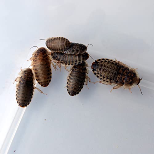 frAS200(1`2cm)/ssESEMI/X֎󂯂֔zB/a/S/1cm 1.5cm 2cm
