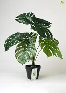 Blooming Floret Artificial Monstera Plant with Basic Black Pot for Home, Office Decor | 12 Medium Size Leaves | Realistic Faux Plant | Budget-Friendly Greenery