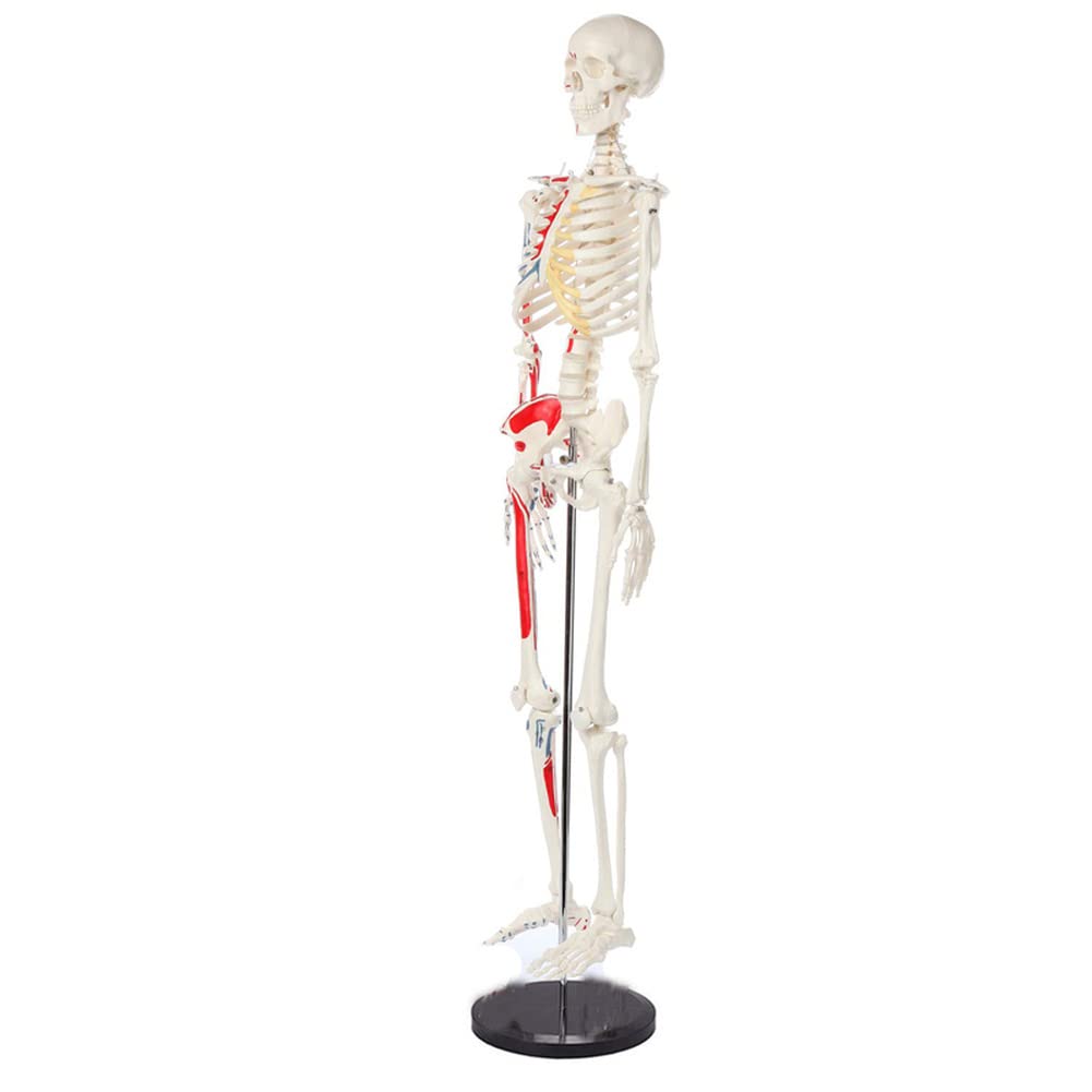 Anatomie Modell，Anatomie Modell，85 cm großes menschliches Skelettmodell, muskulöses, bemaltes anatomisches Skelett, für den Einsatz im naturwissenschaftlichen Unterricht