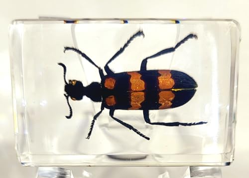 Image of 44mm Real Blister Beetle in Crystal Clear Lucite Resin Specimen Preserved Insect Bugs Taxidermy Crafts Collection for Biology Science Education & Desk Ornament Display Supplies